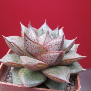 Echeveria    purpusorum    *White   form*