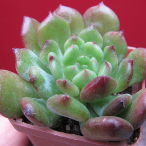 Echeveria     Fantasia   Carol