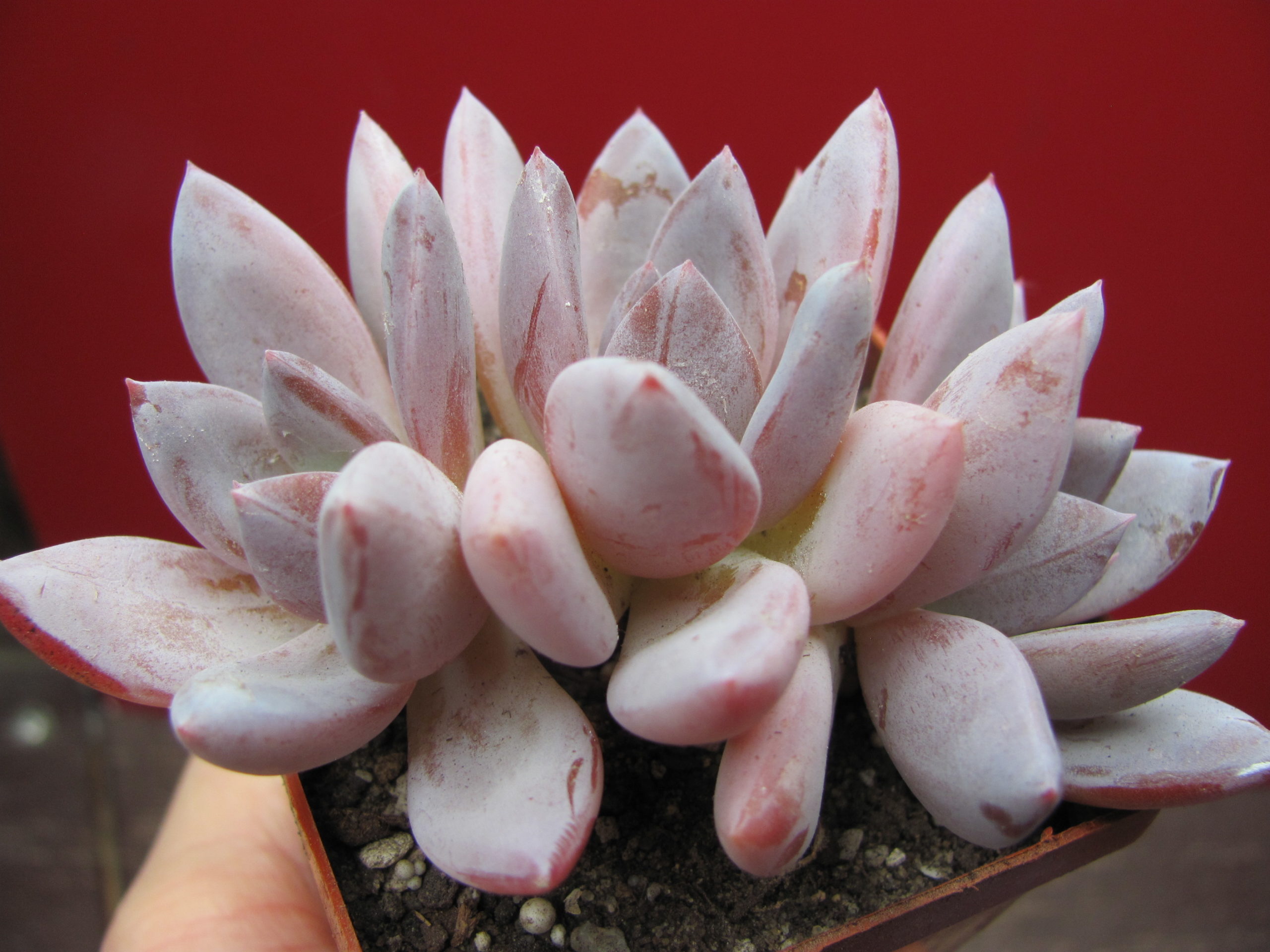 Echeveria Brumes