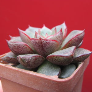 Echeveria     purpusorum    hybr.