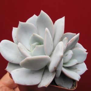Echeveria     laui  hybr.
