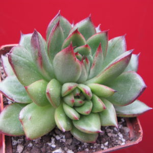 Echeveria     *Polaroid   Anna*