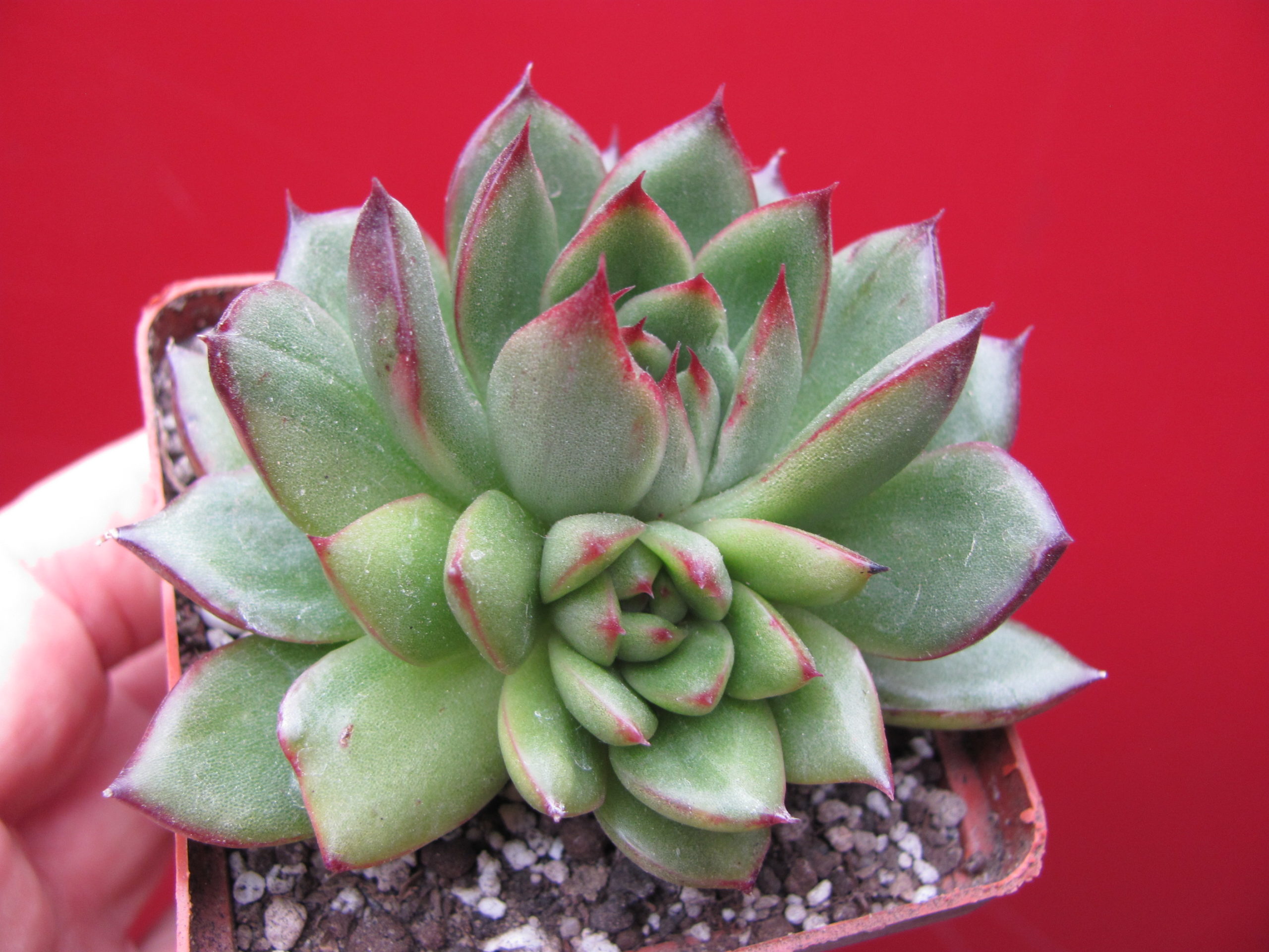 Echeveria     *Polaroid   Anna*