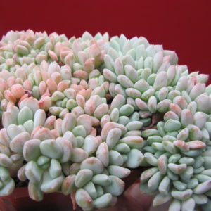 Echeveria    glauca   cristata