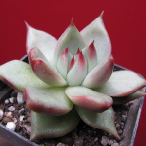 Echeveria     Romeo