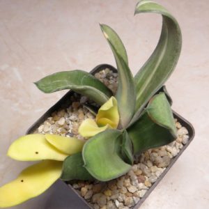 gasteria variegata