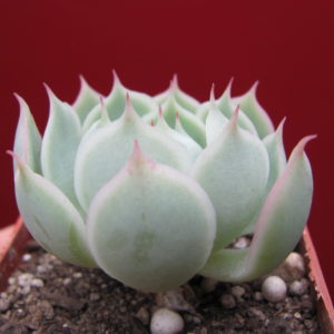 Echeveria     Laguna   Sanchez  hybr.