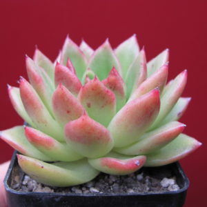 Echeveria    Gilva