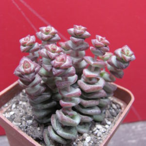 Crassula   marnieriana