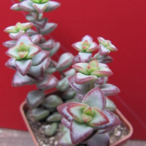 Crassula   perforata    *Aiboshi*