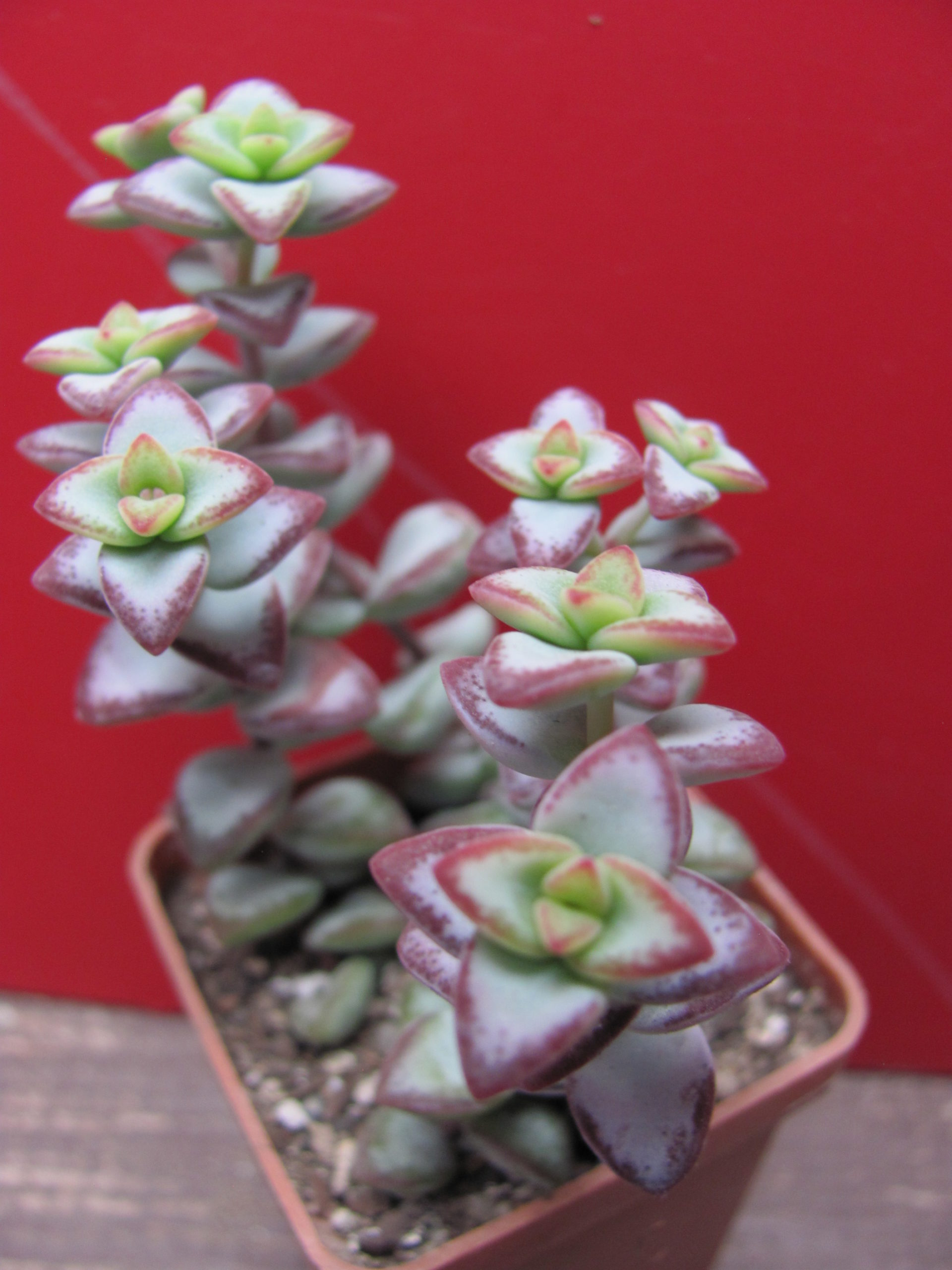 Crassula   perforata    *Aiboshi*