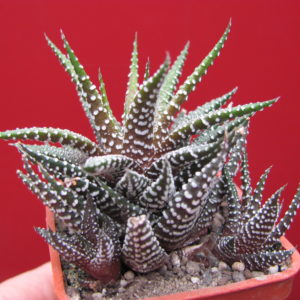 Haworthia    attenuata