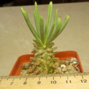 tylecodon cacalioides