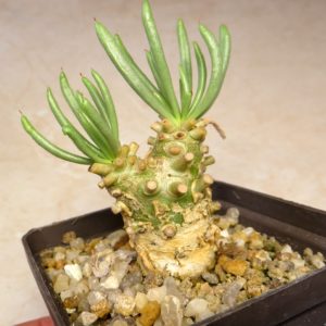 tylecodon cacalioides