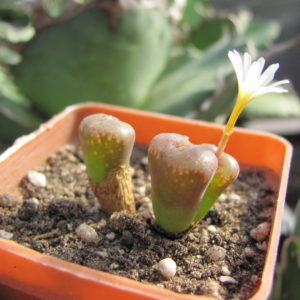 Conophytum    pellucidum   cupreatum