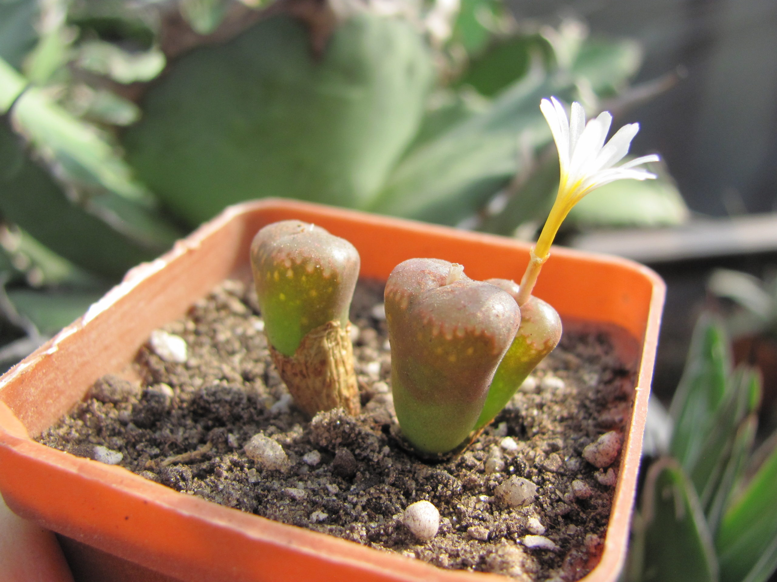 Conophytum    pellucidum   cupreatum