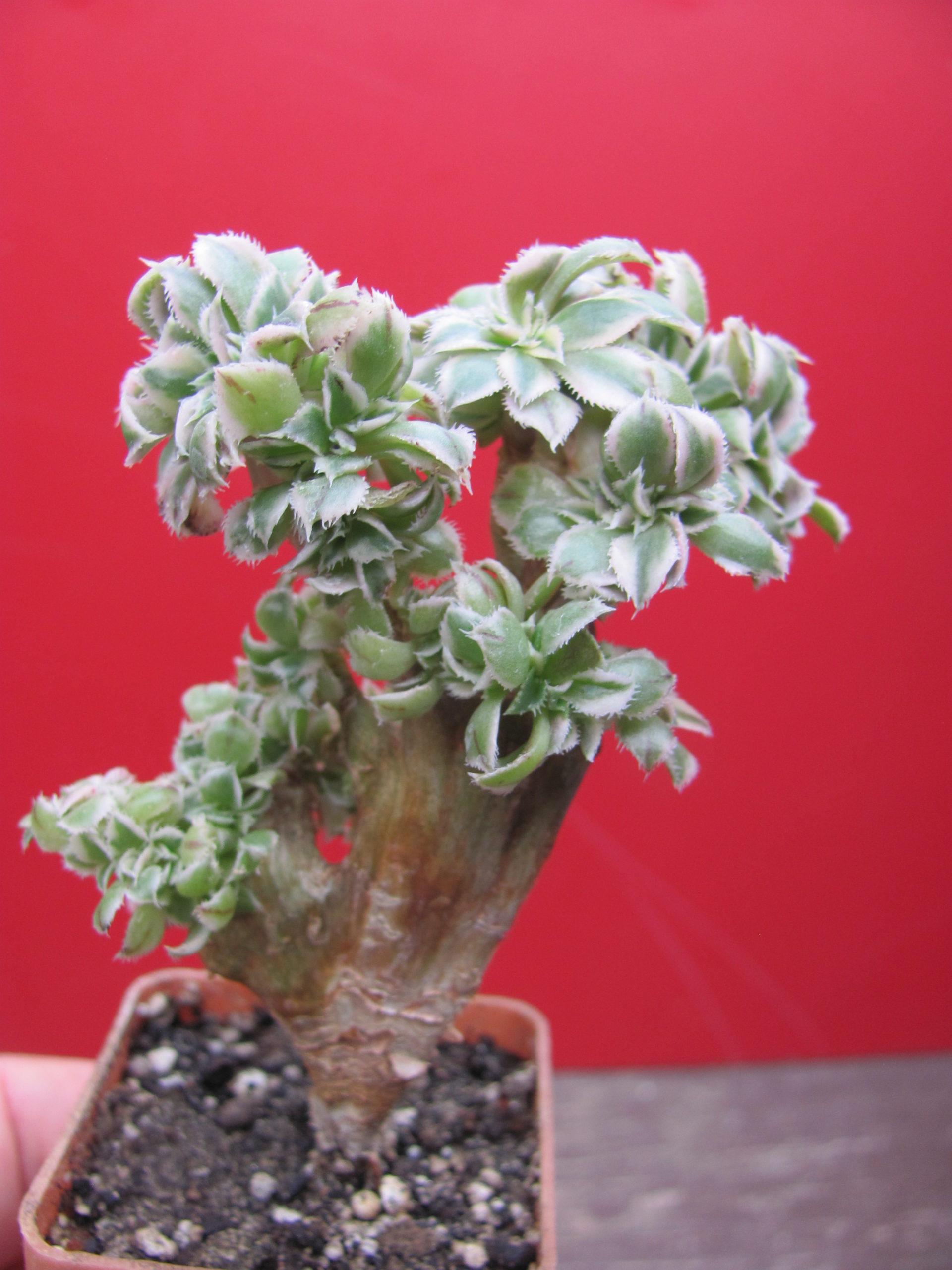 Aeonium     Sunburst    variegata