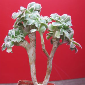 Aeonium    Sunburst    cristata   variegata