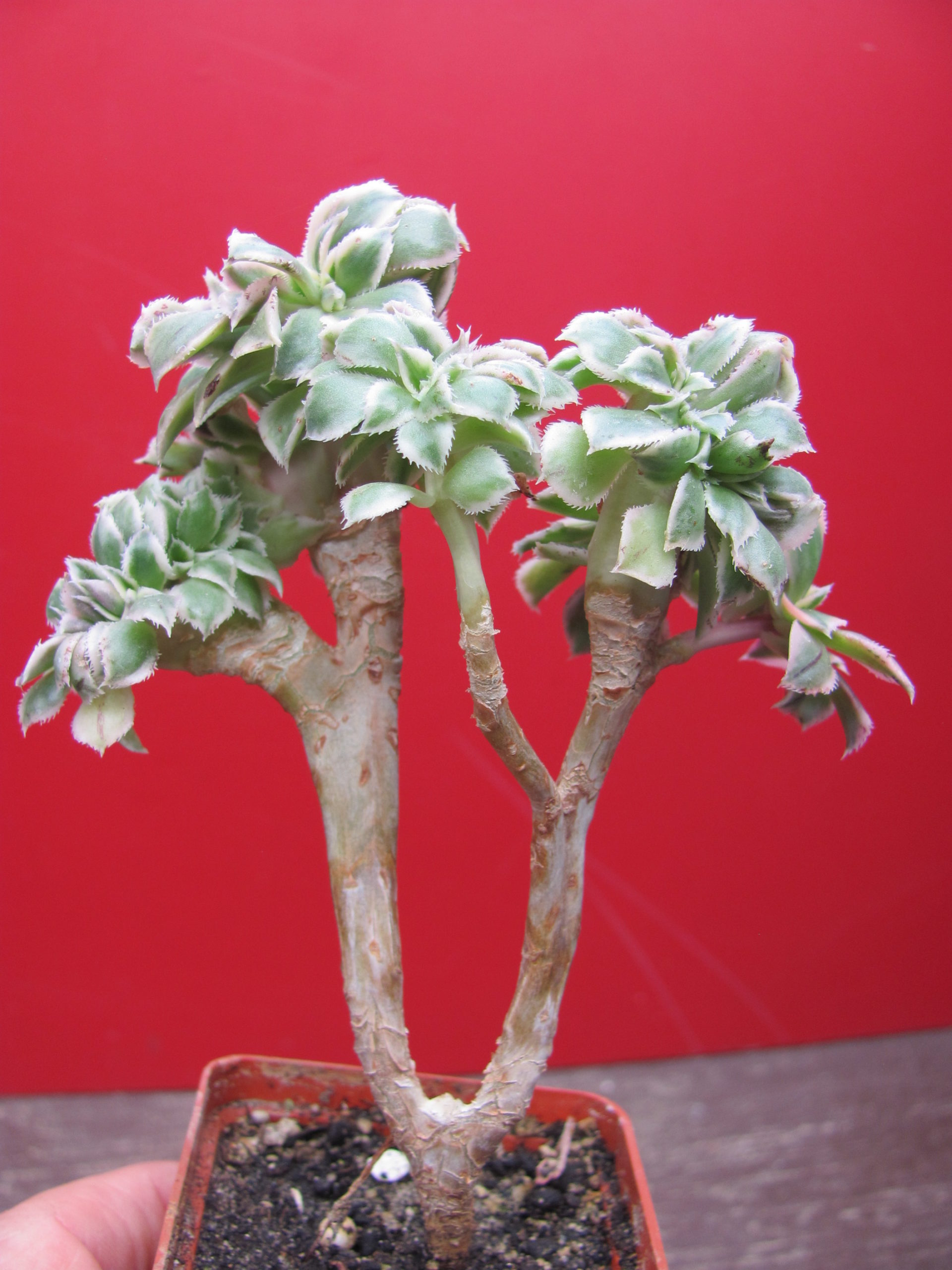Aeonium    Sunburst    cristata   variegata