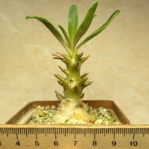 tylecodon racemosus