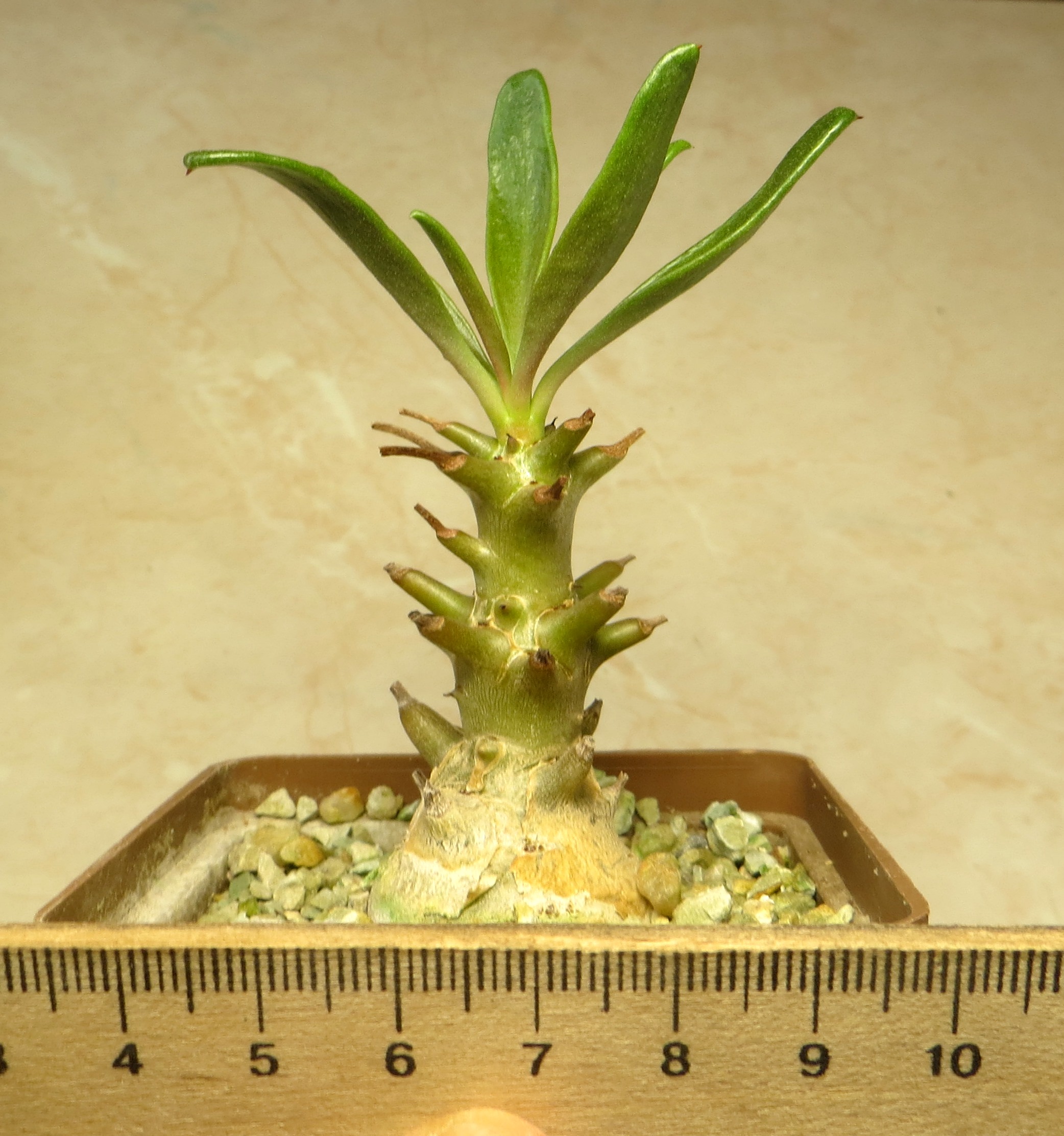 tylecodon racemosus