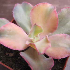 Echeveria    *    Curly*  variegata