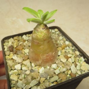 tylecodon paniculatus