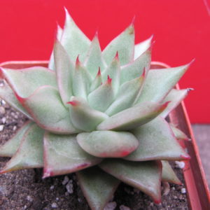 Echeveria    agavoides   Aguamarin