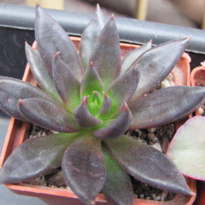 Echeveria     Black   Knight