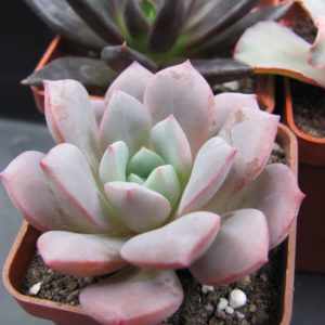 Echeveria    Jelly   Jem   hybr.