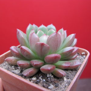 Echeveria    Bashful