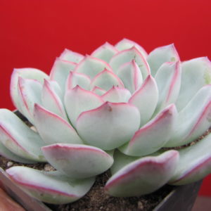 Echeveria    Hercules