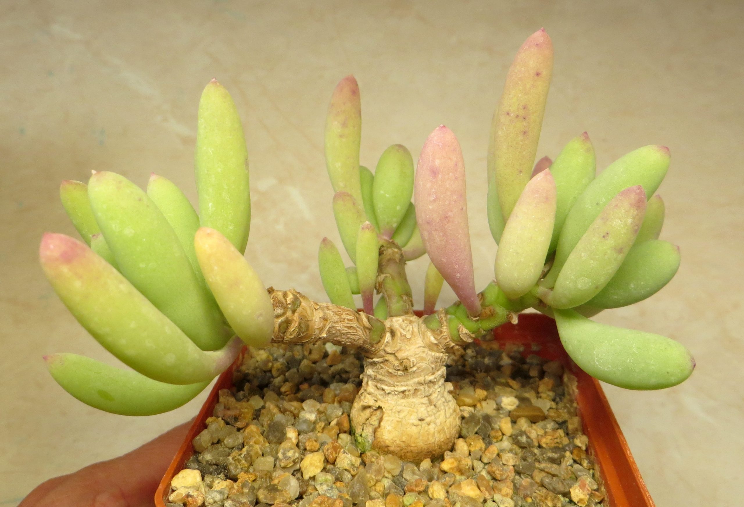 othonna clavifolia aff caudex