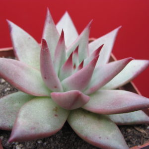 Echeveria    Romeo