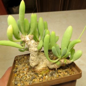 othonna clavifolia aff caudex