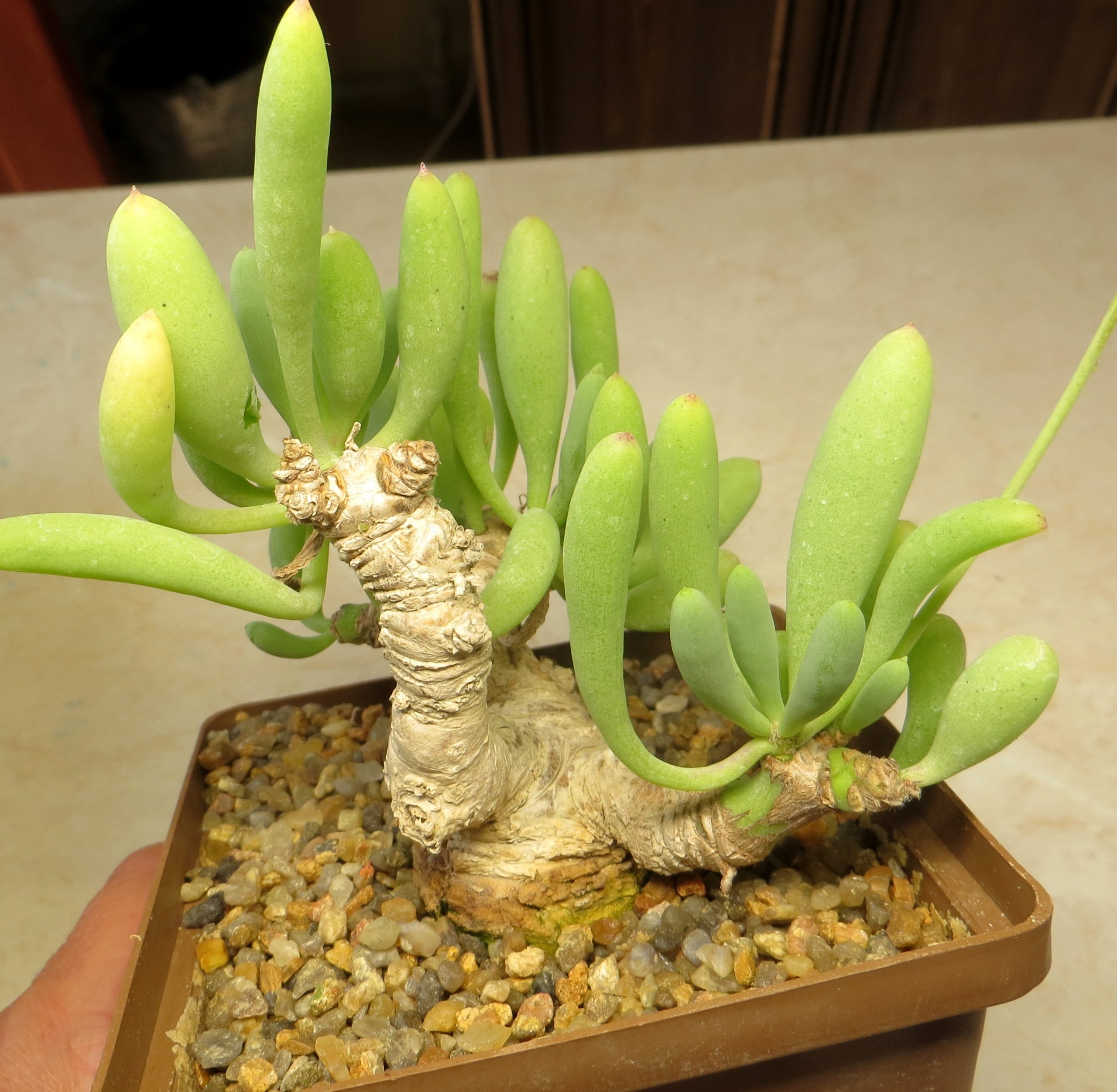 othonna clavifolia aff caudex