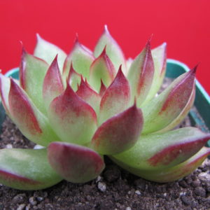 Echeveria     hybr.