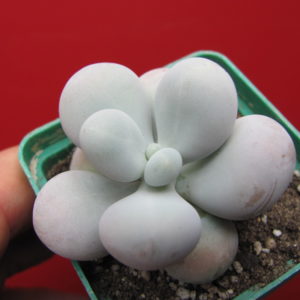 Pachyphytum    oviferum