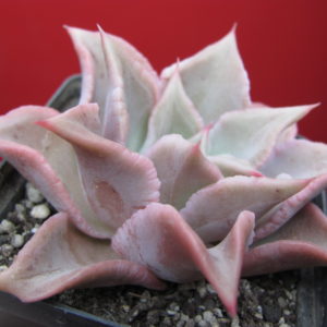 Echeveria    Madiba