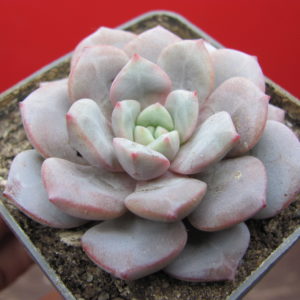 Echeveria    Jelly  Lem