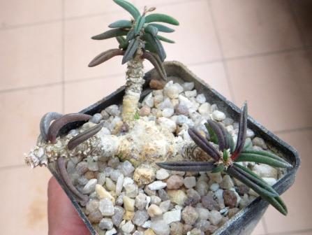 euphorbia cylindrifolia v. tuberifera