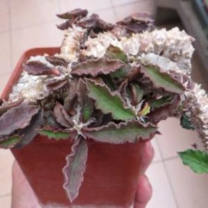 euphorbia decaryi