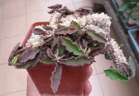 euphorbia decaryi
