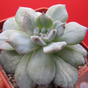 Echeveria    Blue  Bsrd   variegata