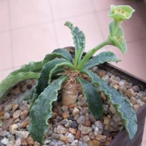 euphorbia francoisii