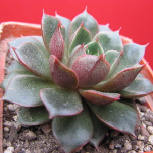 Echeveria      *Yamatomini*