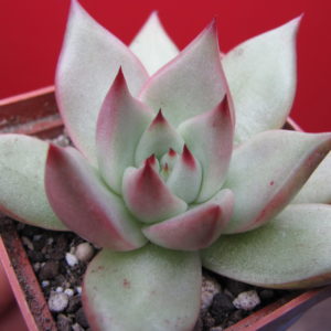 Echeveria    Romeo