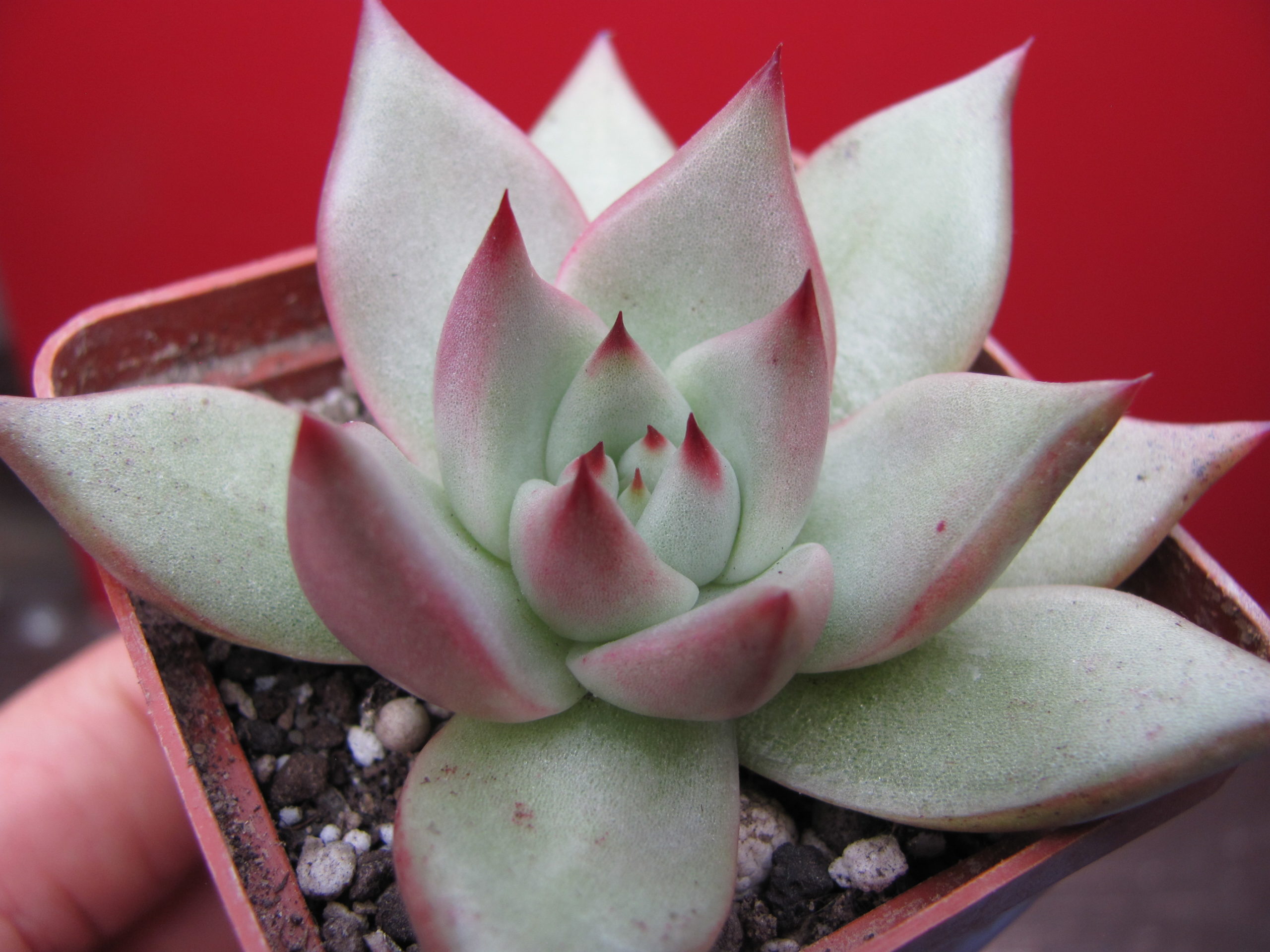 Echeveria    Romeo