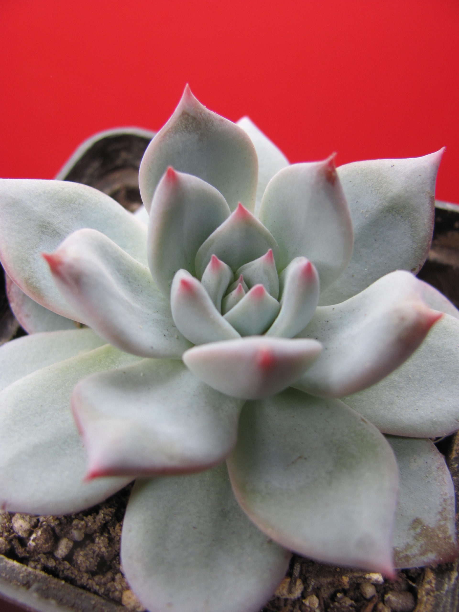 Echeveria    Blue   Bird