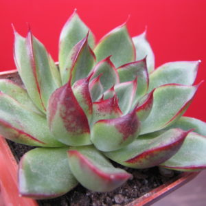 Echeveria    spec.